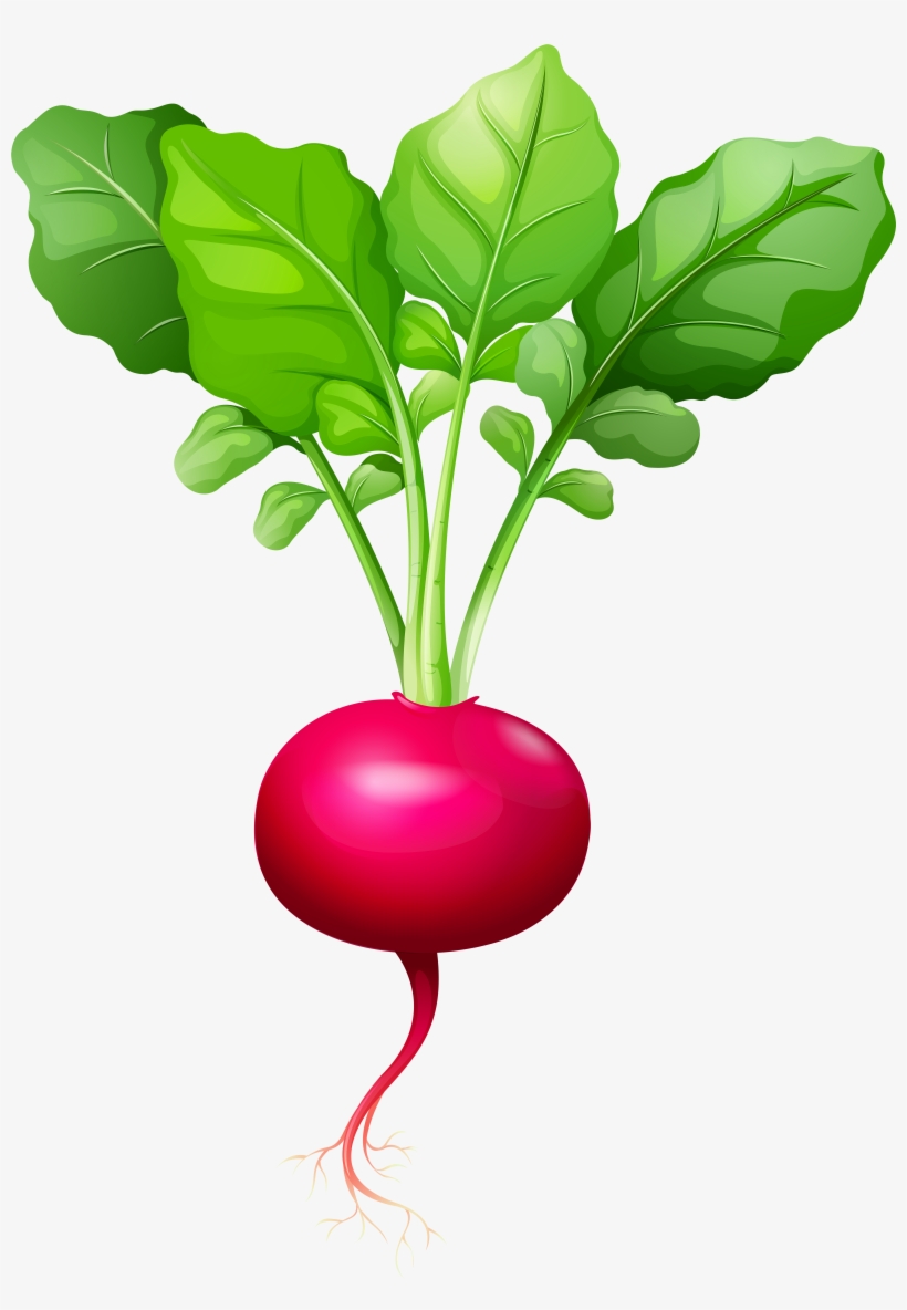 Radish Clipart, transparent png #857665