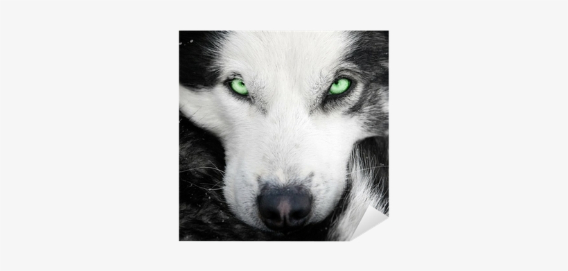 Husky Eyes Shower Curtain, transparent png #858385