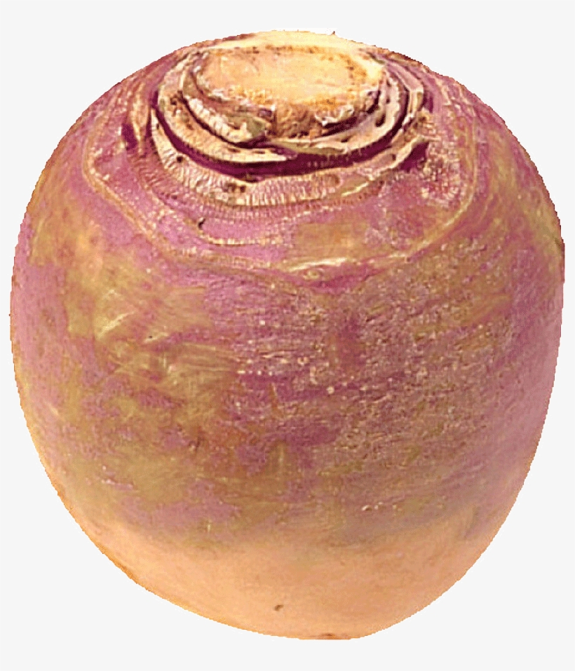 You Have A Friend In Your Turnip - Turnip, transparent png #858438