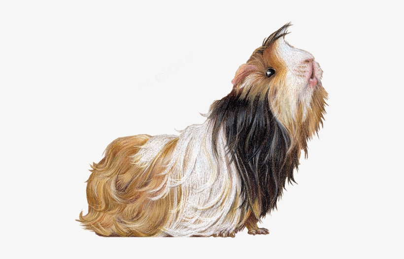 Guinea Pig Illustration By Rachel Mabin - Tibetan Terrier, transparent png #8501514