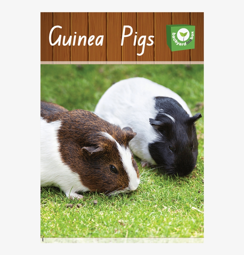 Guinea Pigs Digital Resource - Guinea Pig, transparent png #8501660