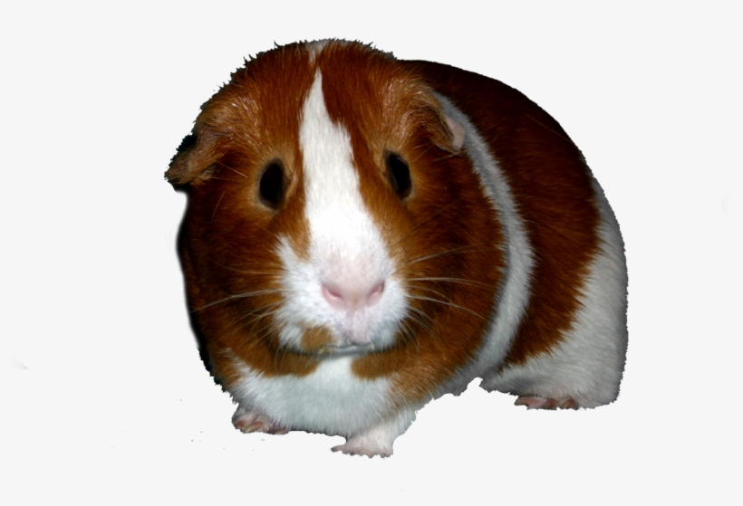 Discover Ideas About Guinea Pigs - Hamster, transparent png #8502128