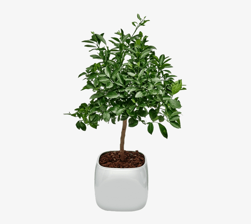 Houseplant, transparent png #8504721