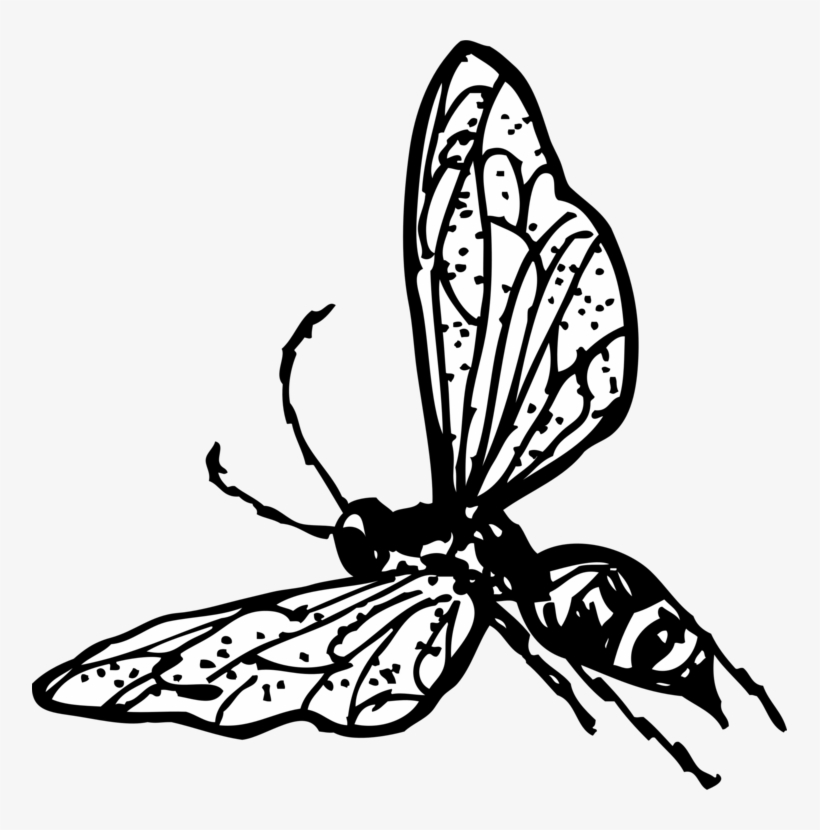 Characteristics Of Common Wasps And Bees Characteristics - Wasp Clip Art, transparent png #8505466
