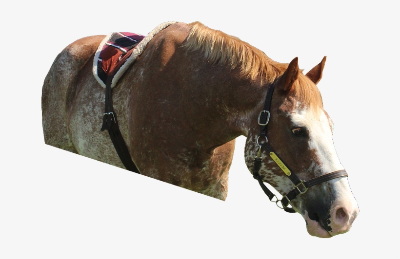 Neville Edited - Sorrel, transparent png #8505525
