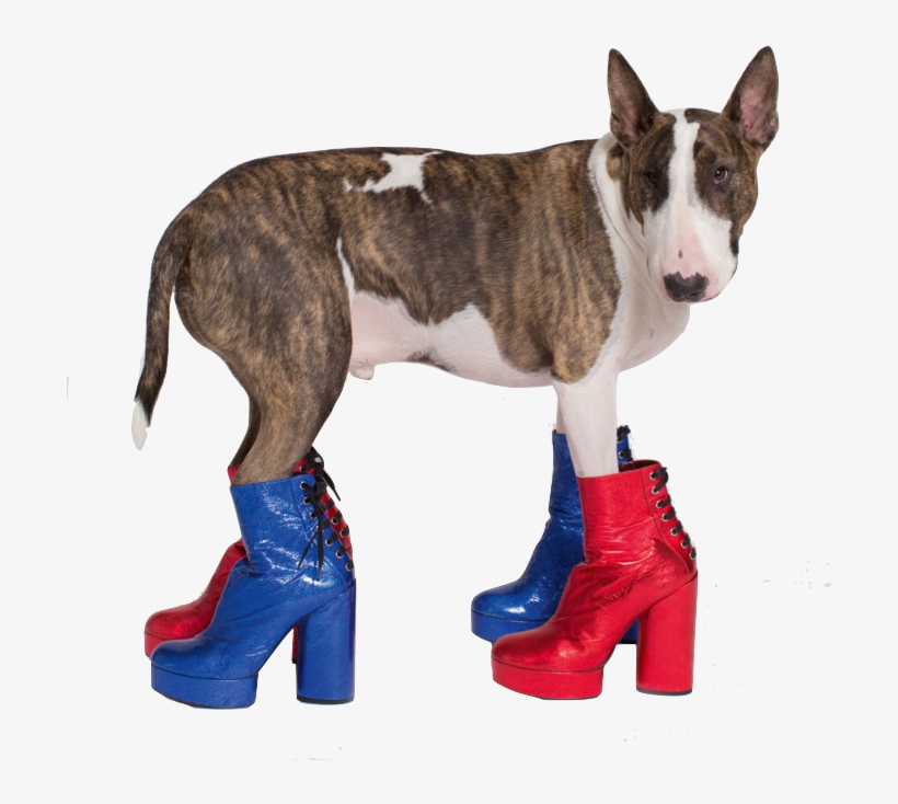 Favorite Shoes - Marc Jacobs Dog Neville Jacobs, transparent png #8505743