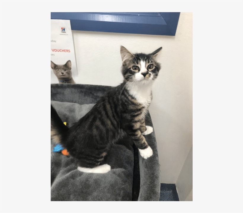 Photo Of Neville And Azula - Russian Blue Cat, transparent png #8505988