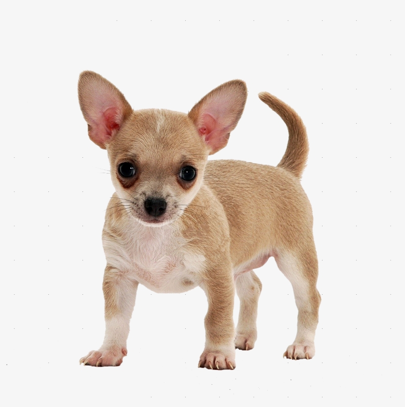 Psinka - Smooth Coat Chihuahua Puppy, transparent png #8507818