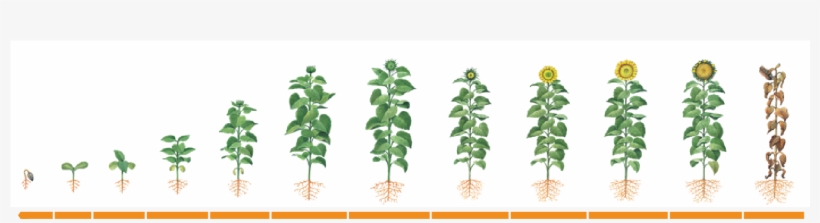 Herbicidas - Girasol - Houseplant, transparent png #8512211