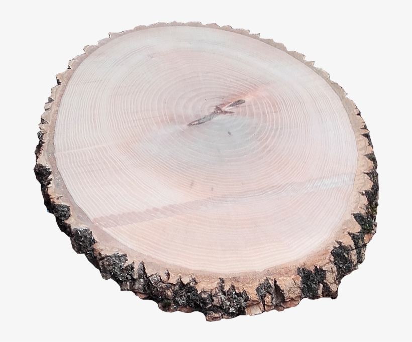 Rodajas De Madera - Rodajas De Madera Png, transparent png #8513318