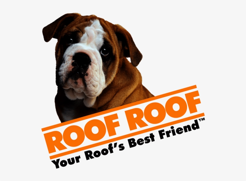 Australian Bulldog, transparent png #8513838