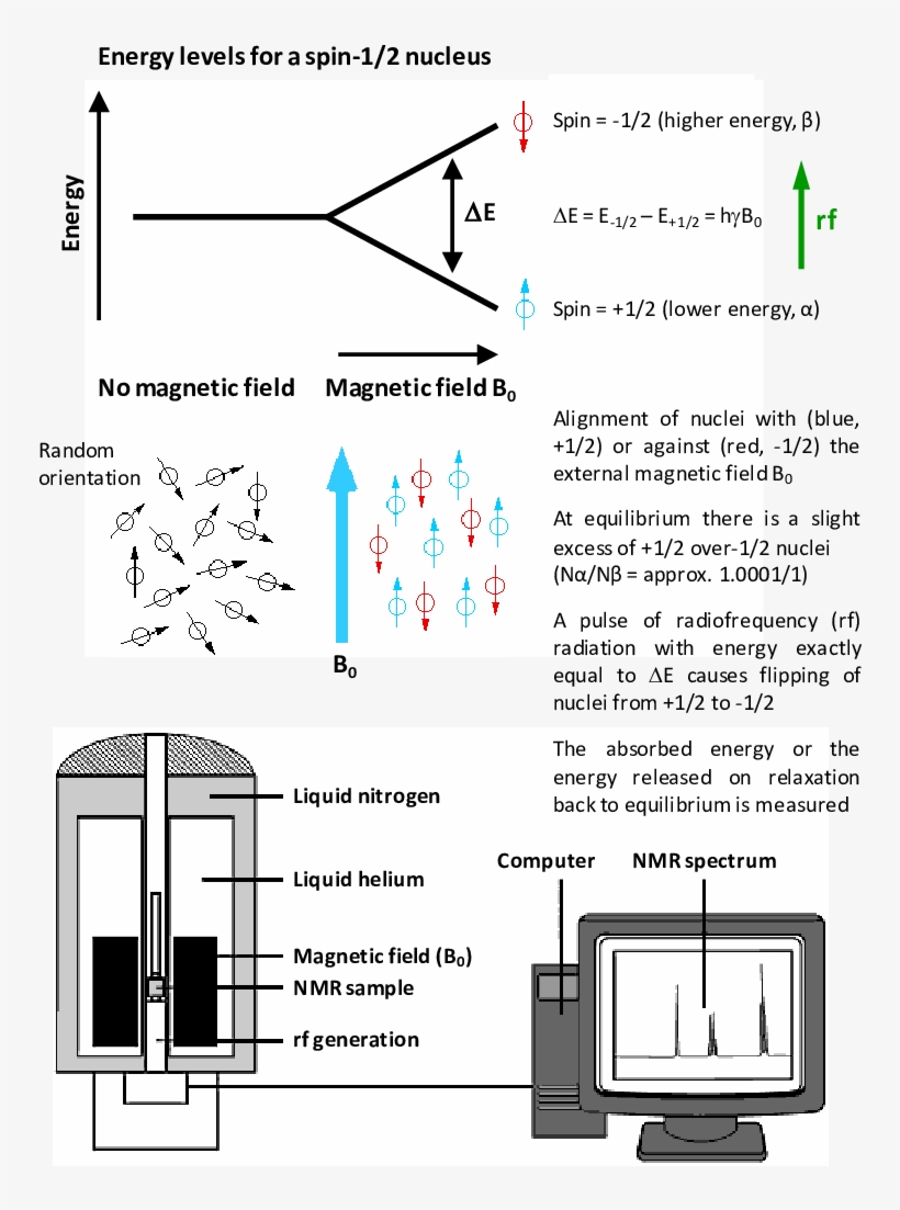 The Basic Nmr Experiment With A Spin-1/2 Nucleus - Spin 1 2 Nuclei, transparent png #8518114
