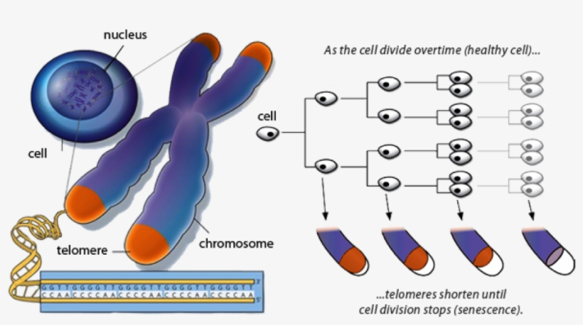 Leave A Reply Cancel Reply - Telomere Shortening Diagram, transparent png #8518405