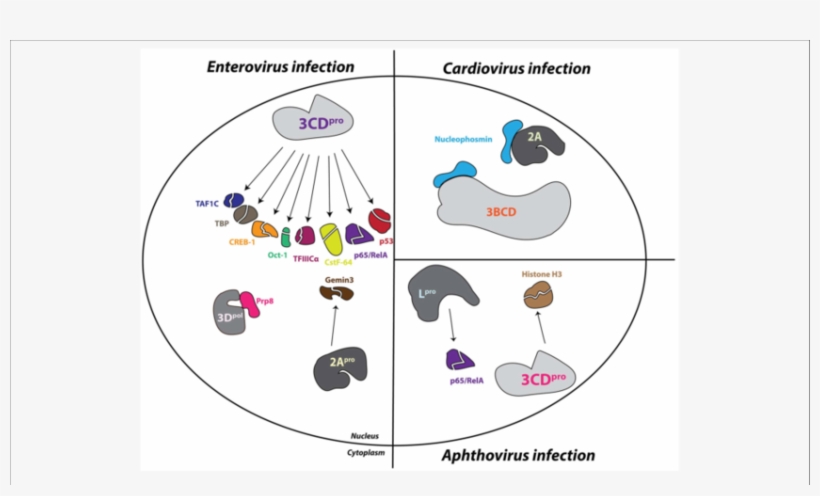 Picornavirus Proteins Enter The Nucleus And Alter Nuclear-resident - Picornavirus Infection, transparent png #8518633