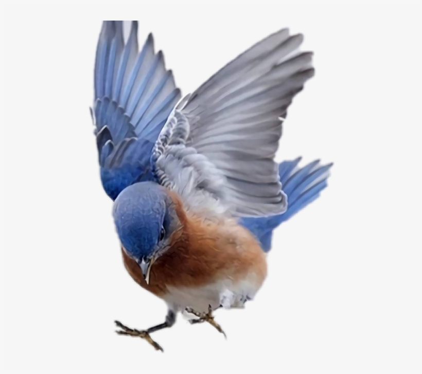 261055341007212 - Beautiful Birds Flying Videos, transparent png #8523401