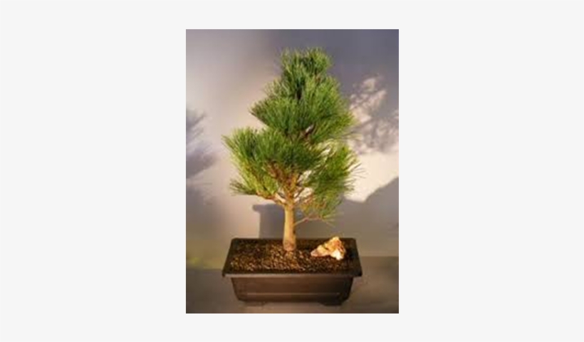 Bougainvillea Bonsai Tree - Sageretia Theezans, transparent png #8528273