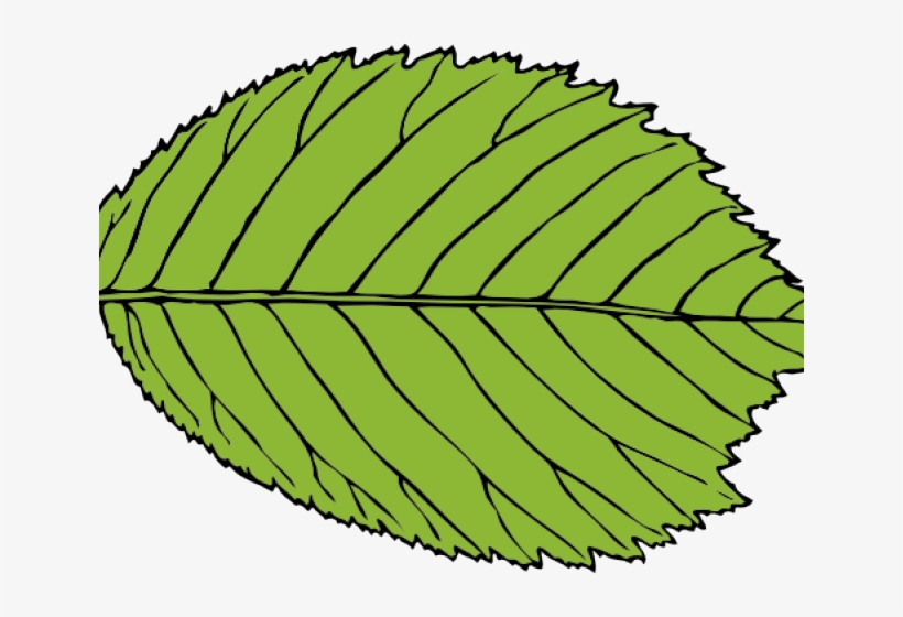 Leaf Clipart Beech Tree - Leaf Clip Art, transparent png #8528335
