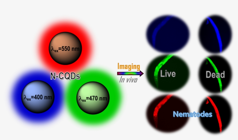 Jebakumar Immanuel Edison, Thomas Nesakumar - Circle, transparent png #8528398