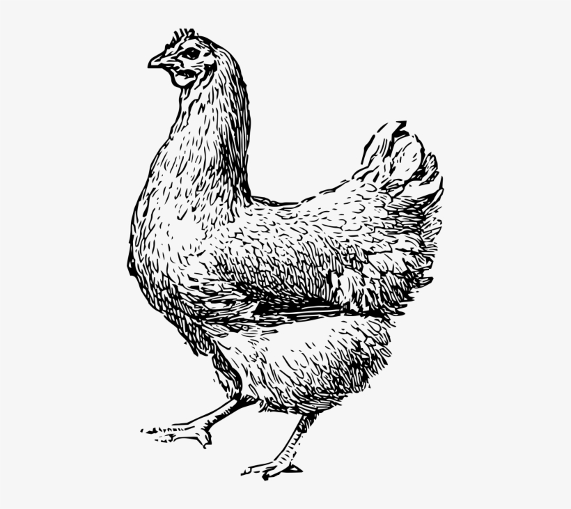 Chicken - Bobbique, transparent png #8529250