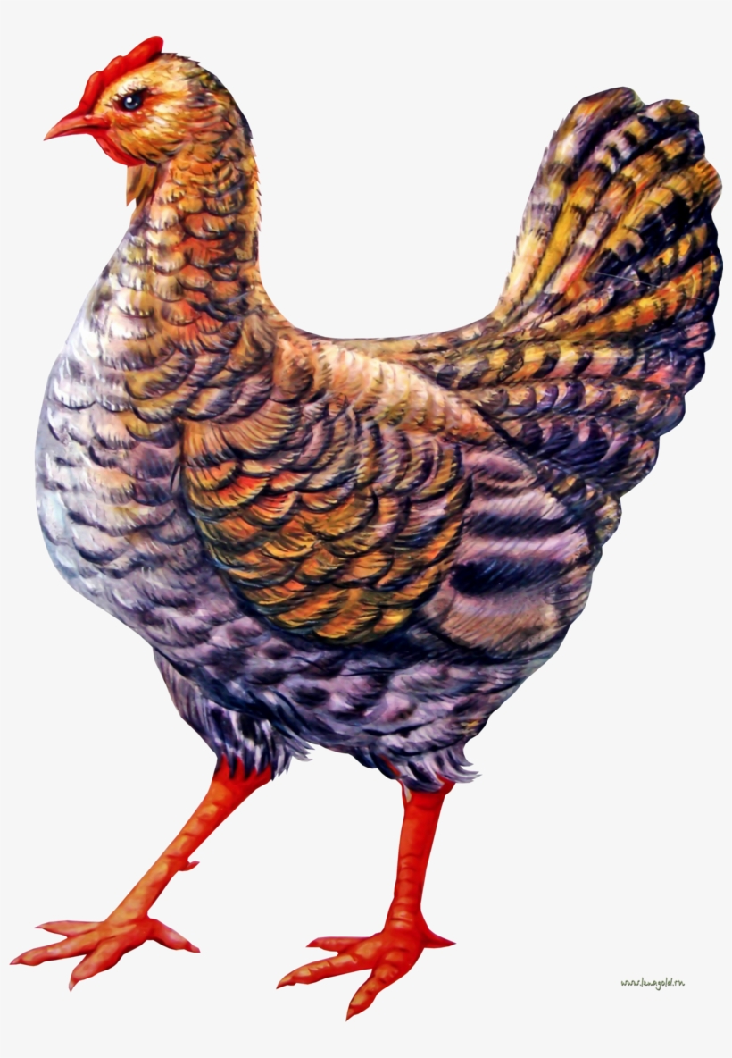 Chicken Png Image, Download Png Image With Transparent - Курица Рисунок Png, transparent png #8529417