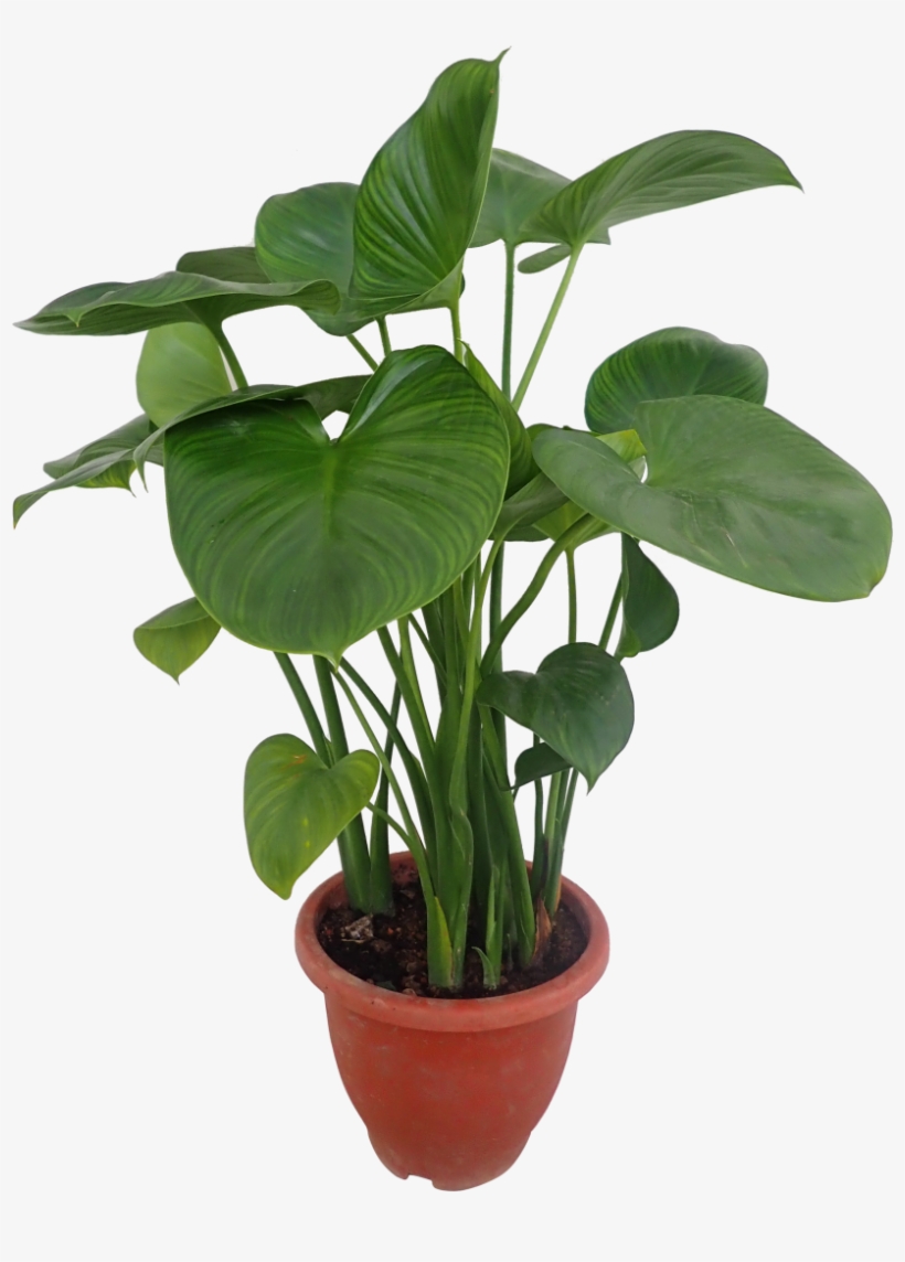 Flowerpot, transparent png #8532734