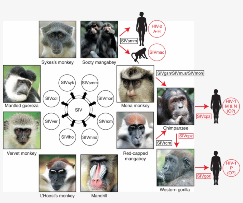 Old World Monkeys Are Naturally Infected With More - Origins Of Human Aids Viruses, transparent png #8533048