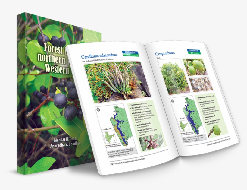 Forest Foods Of Northern Region Of Western Ghats - Sabal Minor, transparent png #8533052