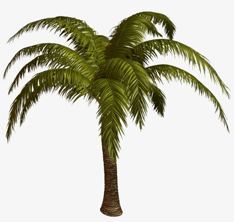 Palm Tree Top View - Palmeras En Formato Png, transparent png #8533630