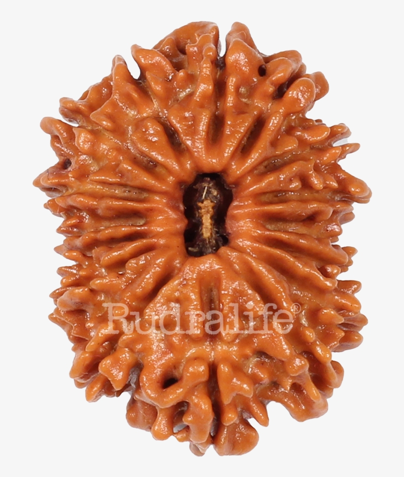 Click To Zoom - Chocolate Cake, transparent png #8533999