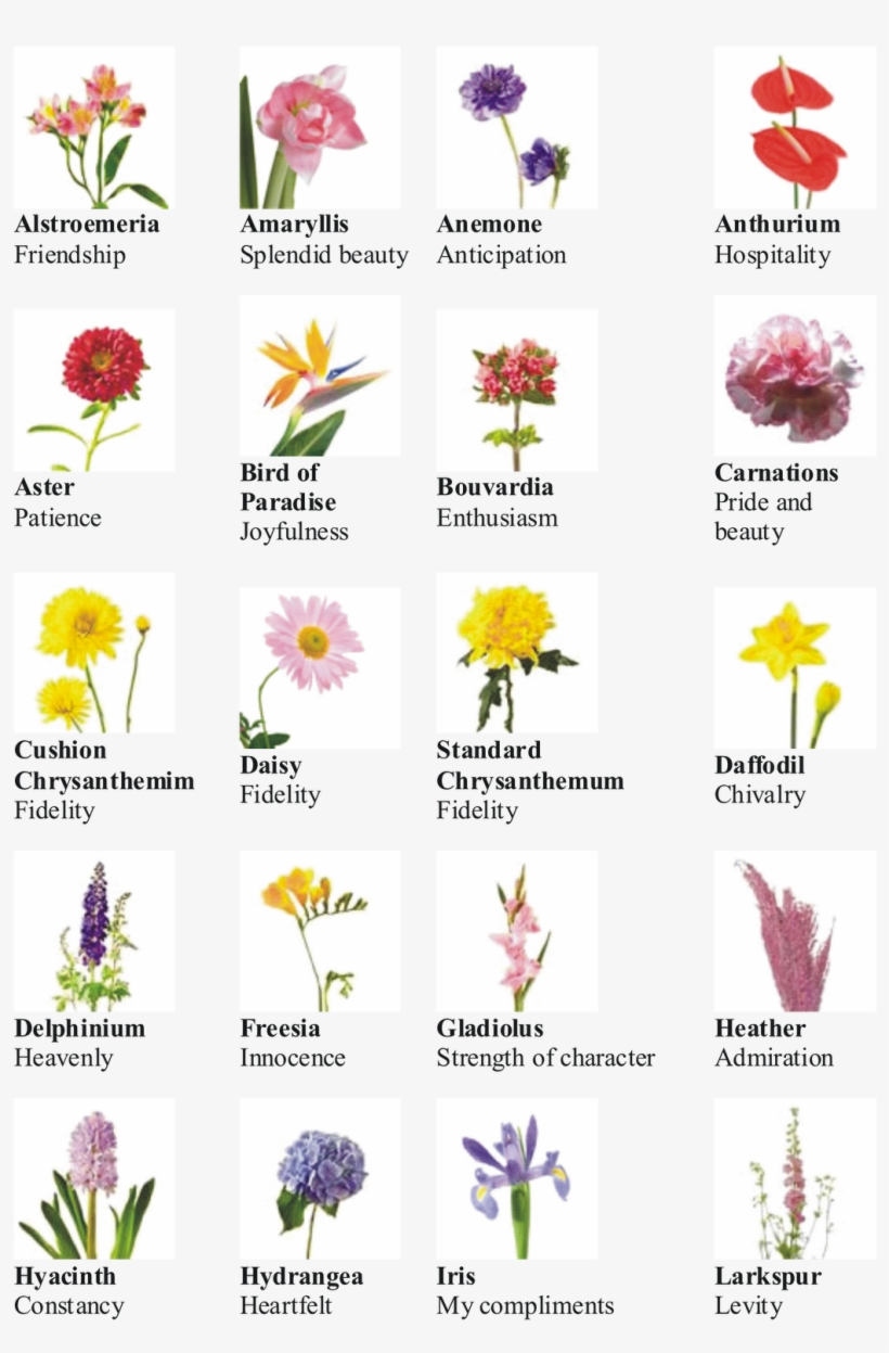 Types Of Flowers - 10 Flowers With Name, transparent png #8534028