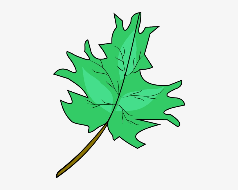 Drawn Maple Leaf Real Leaf - Drawing, transparent png #8534771