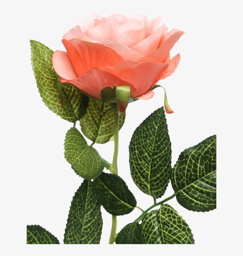 Single Rose Stem Orange - Garden Roses, transparent png #8535038