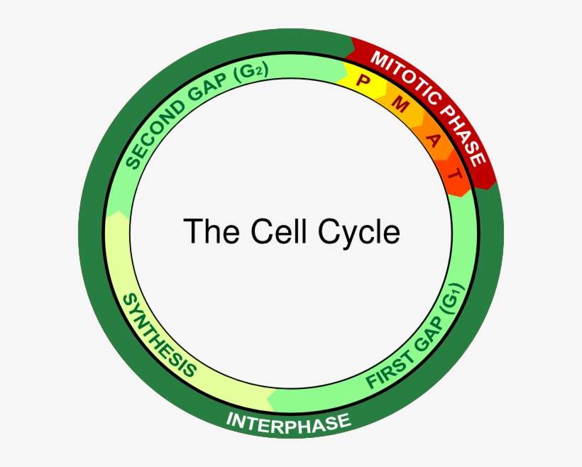 Prophase Of Mitosis, transparent png #8535222