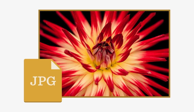 Jpg File - Flowers Hd Close Up, transparent png #8535230