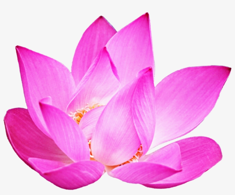 Lotus Clipart Pink Lotus - Sacred Lotus, transparent png #8535498