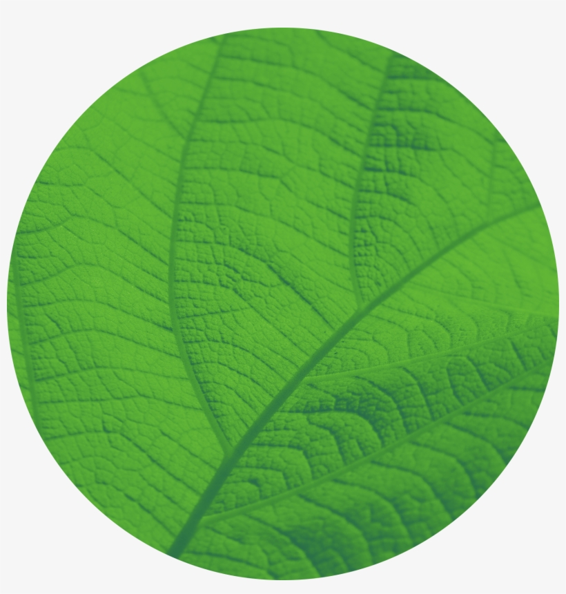 A Formidable Challenge - Northern Catalpa, transparent png #8535901