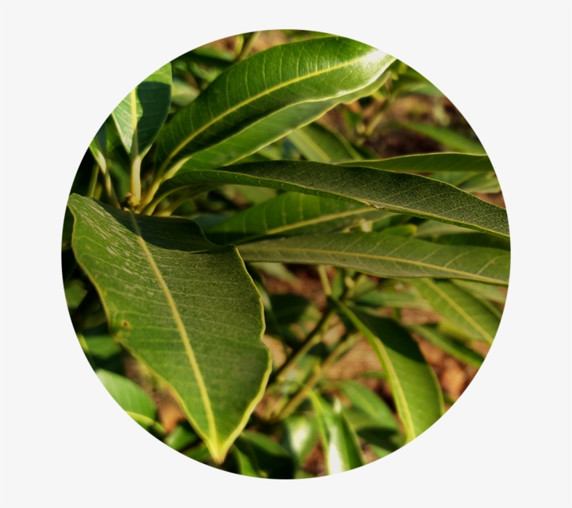 Rich In Vitamins - Wall Clock, transparent png #8536406