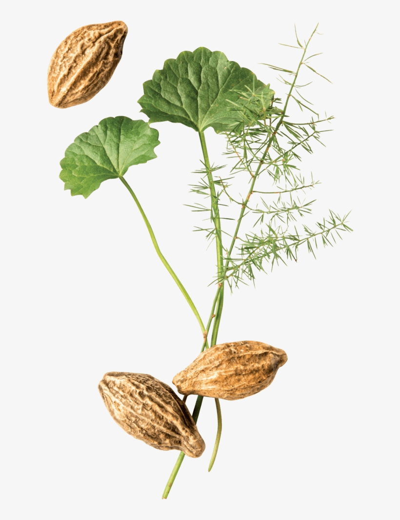 Herbal Point - Flower, transparent png #8536731