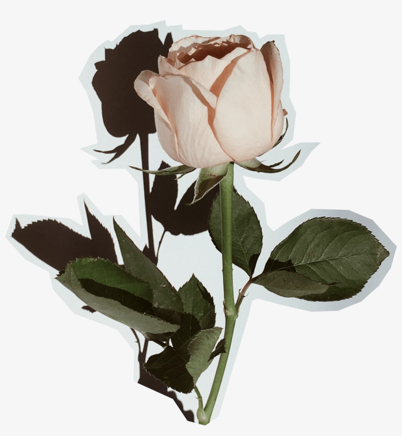 This Calls For A Selfie - Garden Roses, transparent png #8537326