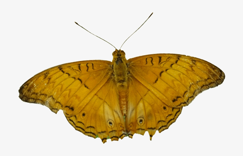 Common Cruiser - Moth, transparent png #8540237