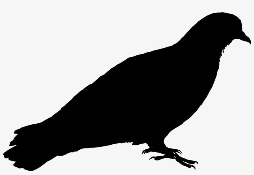 Feral Vector Graphics,free Pictures, - Silhouette Pigeon, transparent png #8541456