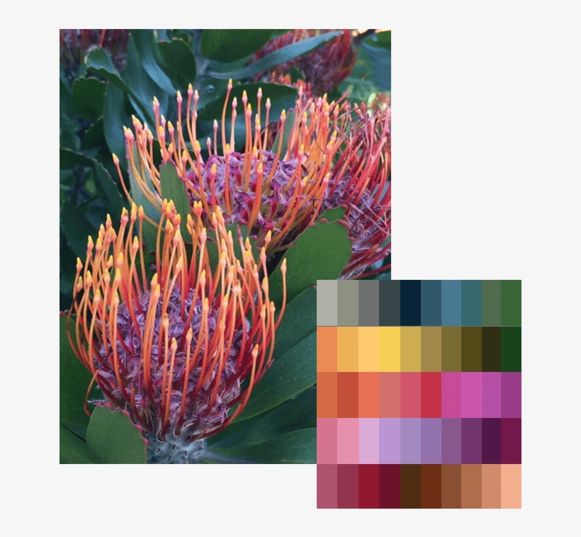Last Month, We Introduced Our Latest Grand Bundle, - Grevillea 'honey Gem', transparent png #8544177