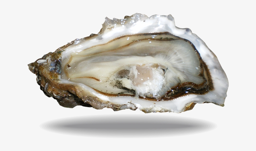 Oyster Fine De Claire - Shell, transparent png #8546167
