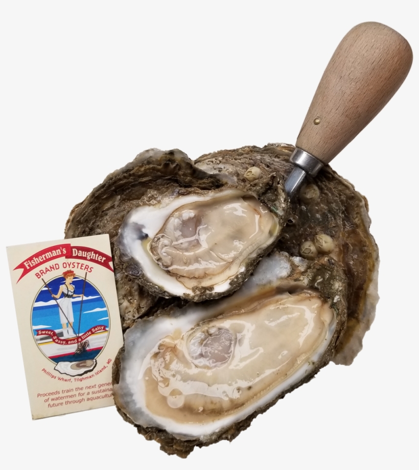 Fishermans Daughter Brand Oysters - Tiostrea Chilensis, transparent png #8546450
