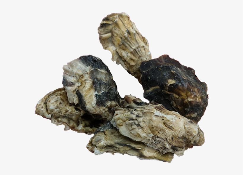 Capital Oysters - Igneous Rock, transparent png #8546916