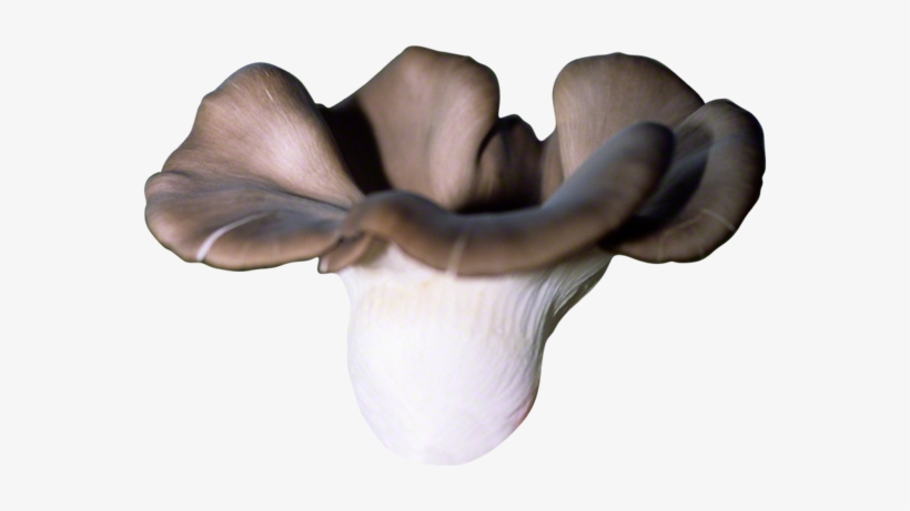 Pleurotus Pulmonarius Hd Png, transparent png #8547465