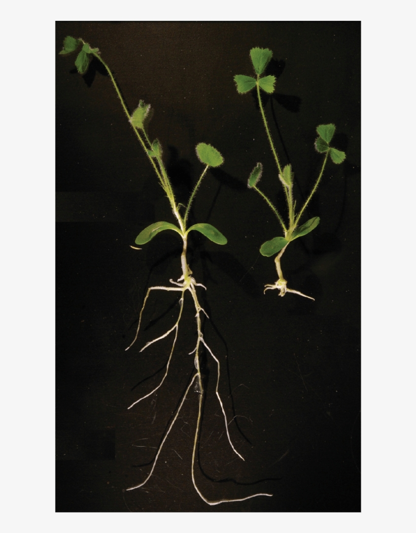 3 Over-expression Of Mirn304 Causes A Significant Reduction - Mock Orange, transparent png #8548301