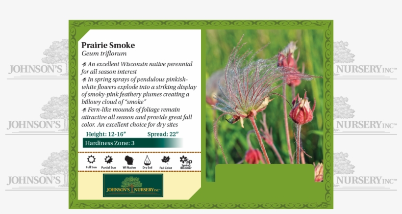 Prairie Smoke, Three-flowered Avens, Old Man's Whiskers - Prairie Smoke, transparent png #8551328