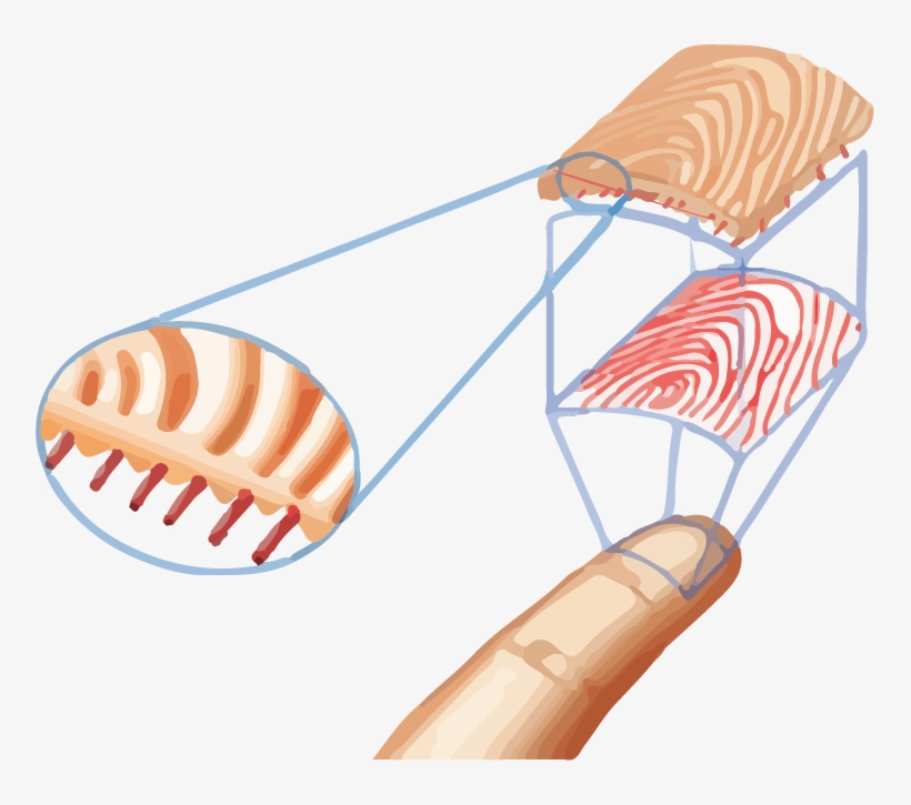 Jpg Freeuse Download Easyclocking Xenio Industrial - Biometric Fingerprint Clip Art, transparent png #8555642