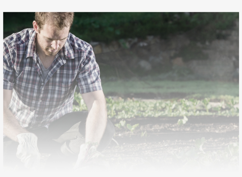 Gardening Gloves/a A Safety Products - Planting And Harvesting, transparent png #8559118